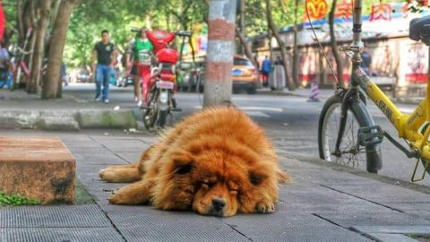 Dog Breed Ban Begins in Chengdu
