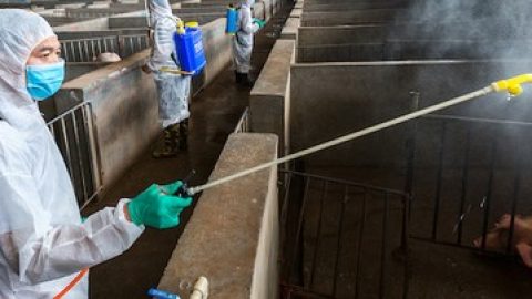 African Swine Fever Reported in Sichuan
